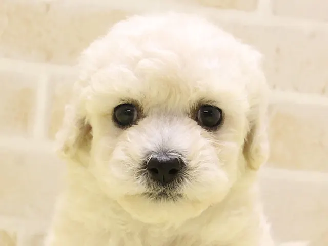 千葉県のハーフ犬・ミックス犬 (ペッツワン船橋習志野店/2025年4月26日生まれ/男の子/クリーム)の子犬